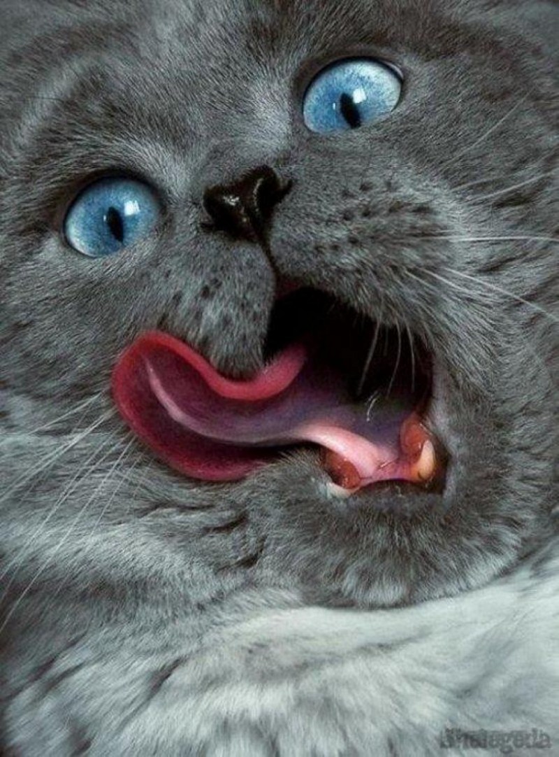 Котенок с высунытым язычком