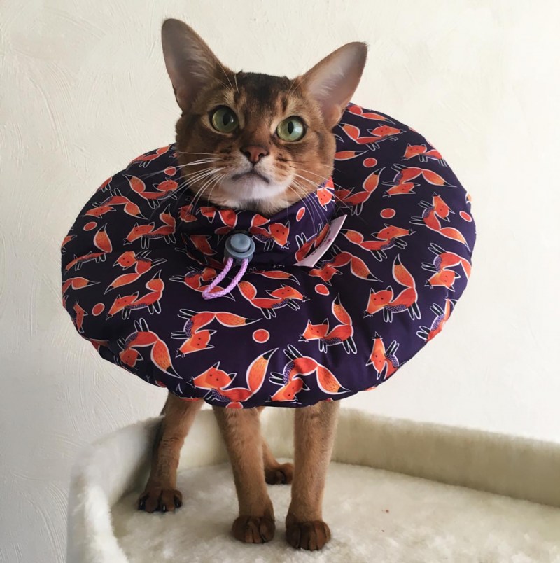 Воротник для кошки: как сделать и одеть на питомца, для чего он нужен.