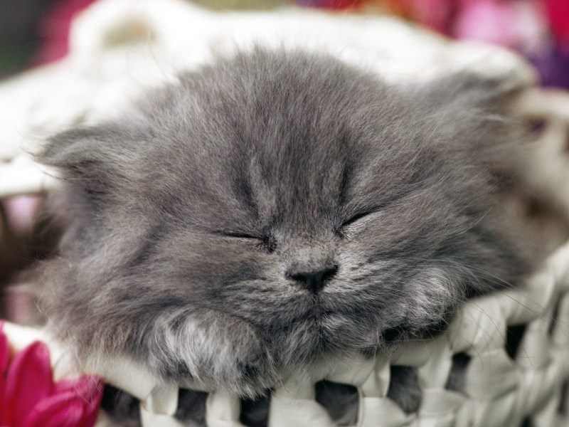 Милые котики