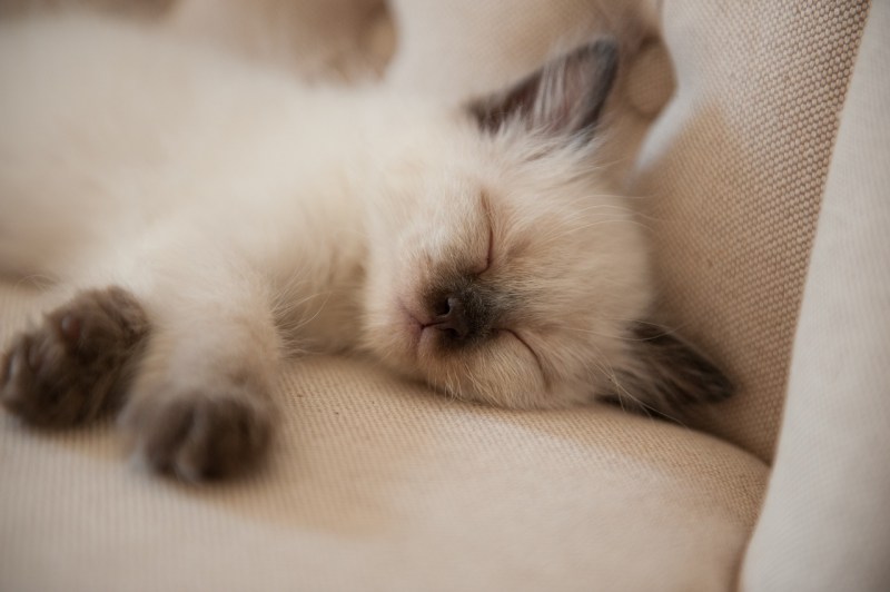 Котенок мило спит