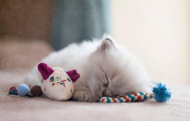 Котенок спит