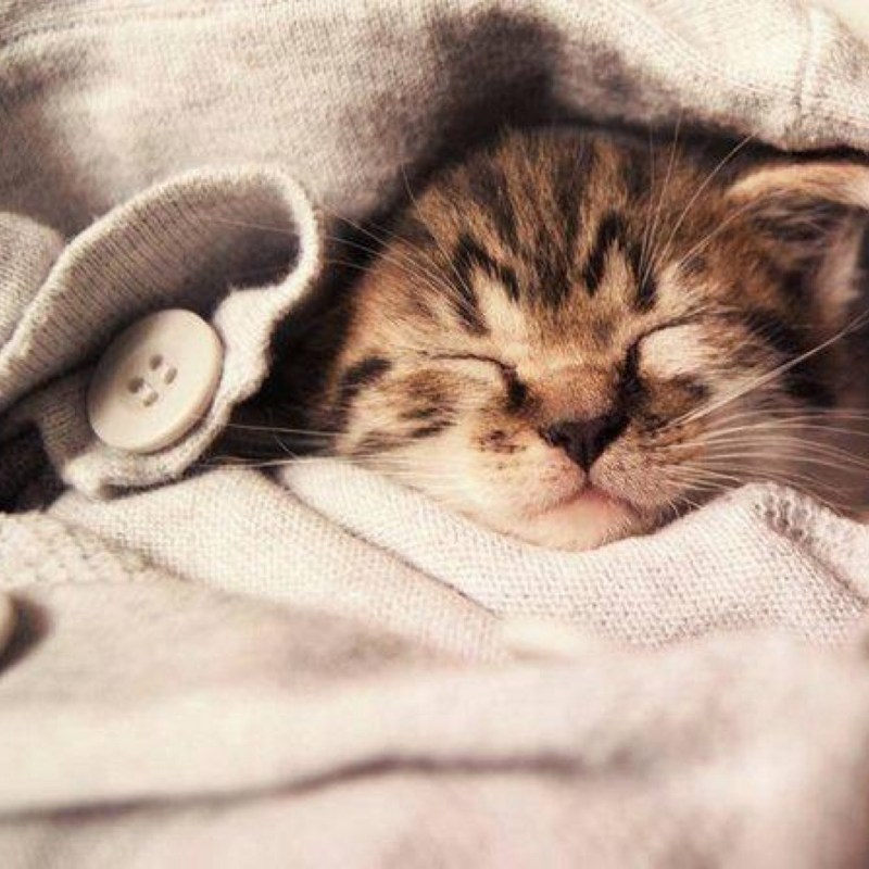 Котик спящий милый