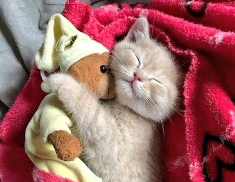 Сладких снов котенок