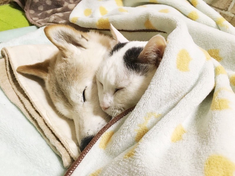 Котик сладко спит