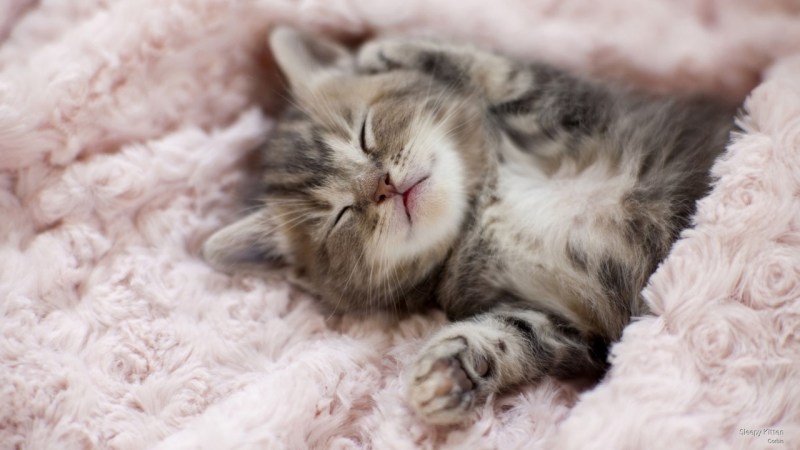 Котенок спит