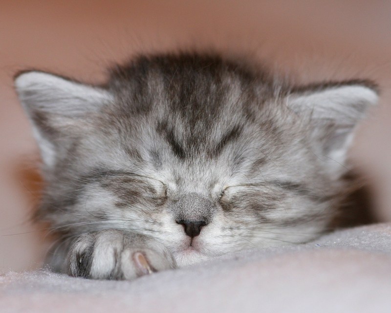 Котенок спит