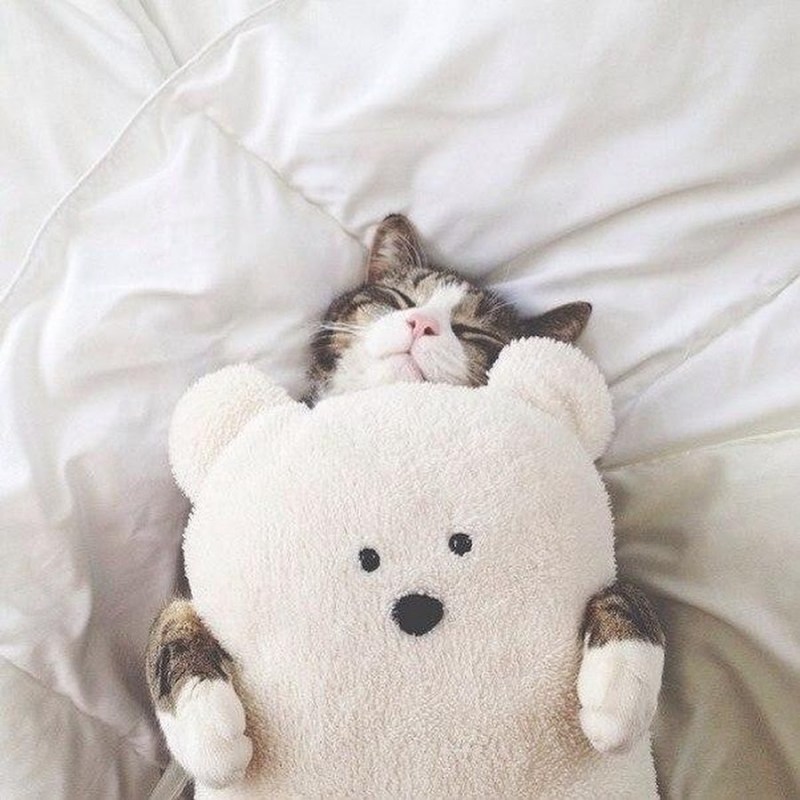 Котик спящий милый