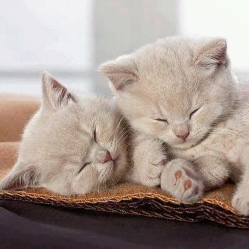 Нежная кошечка