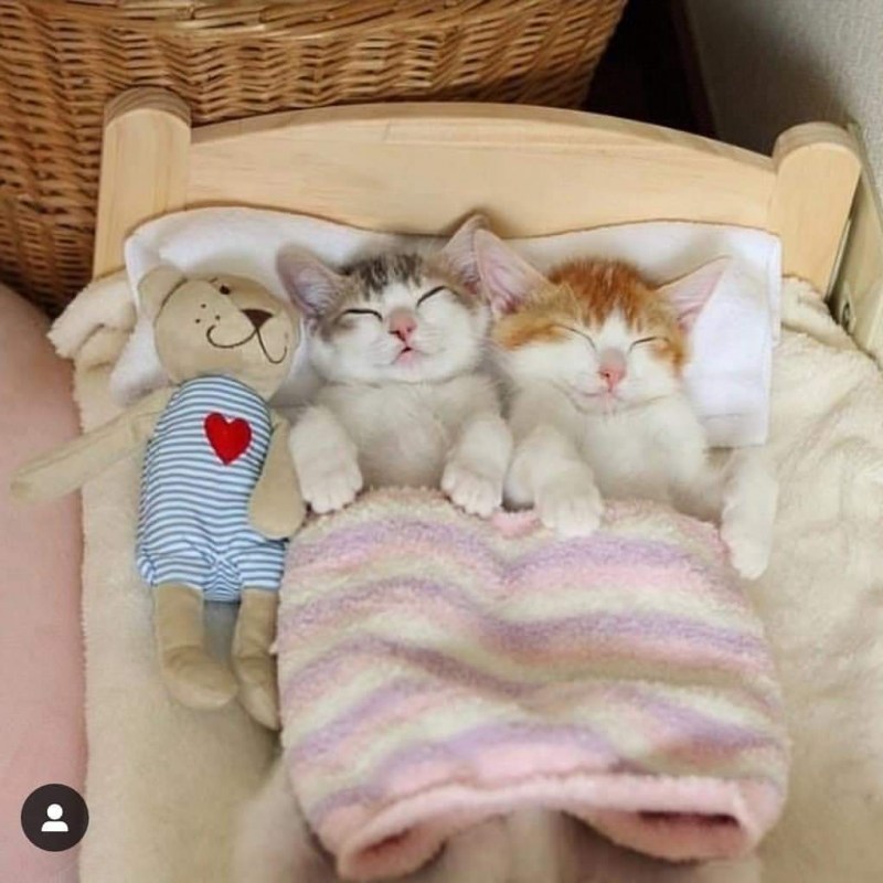 Сладких снов котик
