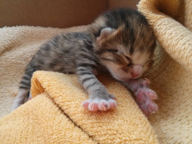 Котенок засыпает