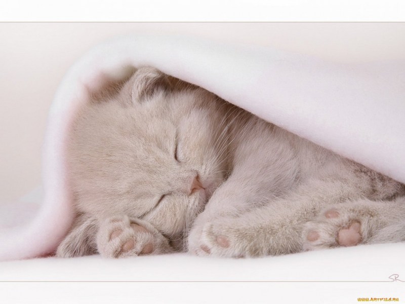 Спящий котик