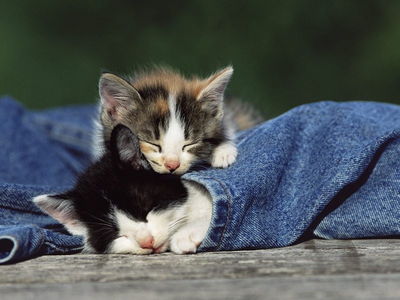 Спящий котенок