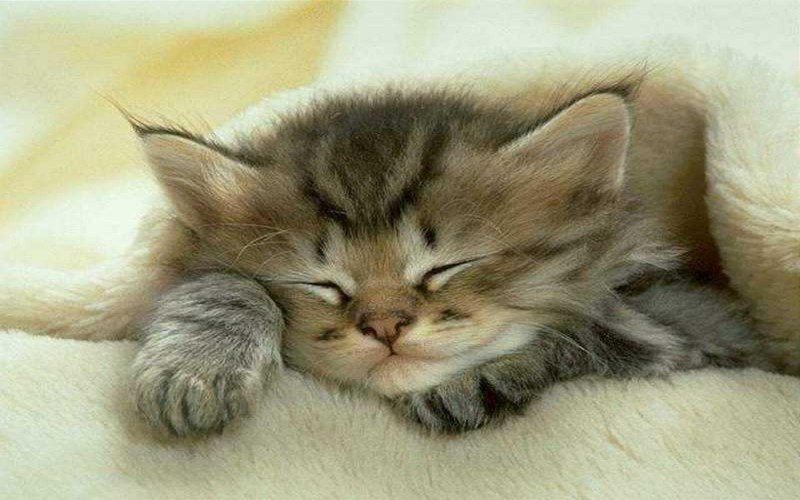 Котенок спит