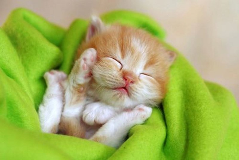 Котята для поднятия настроения
