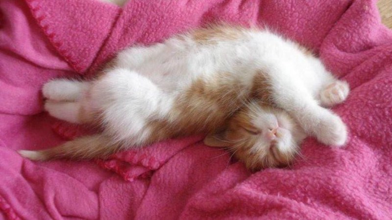Спящий котенок
