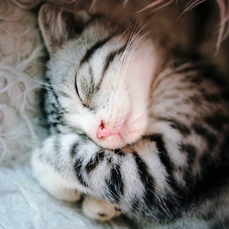 Котик сладко спит