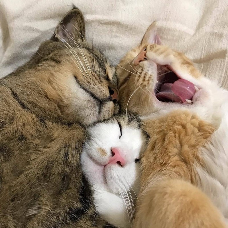Спокойной ночи кошки