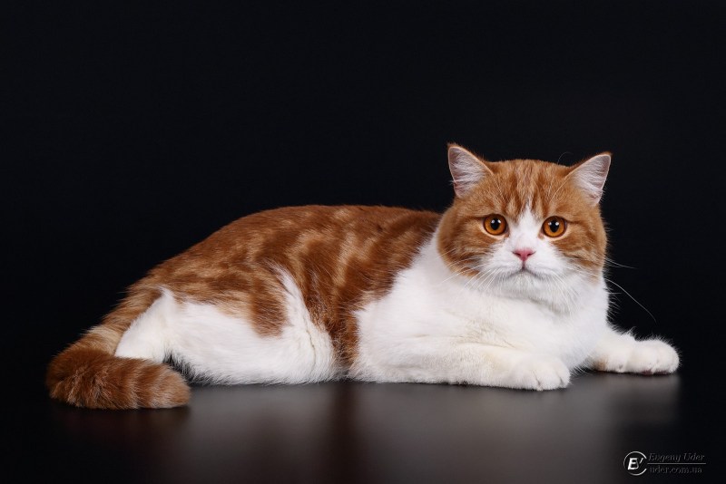 Шотландский кот прямоухий красный мрамор