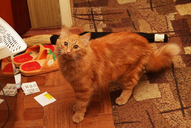 Котенок рыжий мрамор