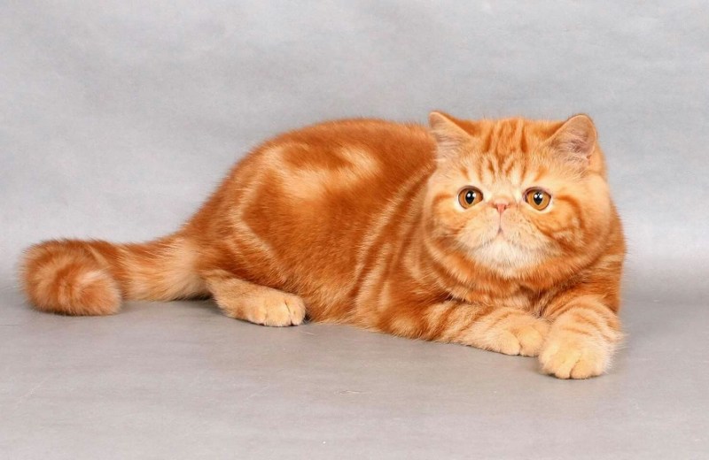 Скоттиш фолд красный мрамор