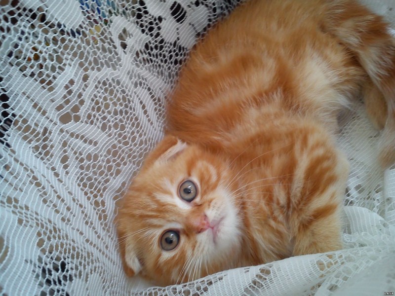 Кошка Ориентал рыжая