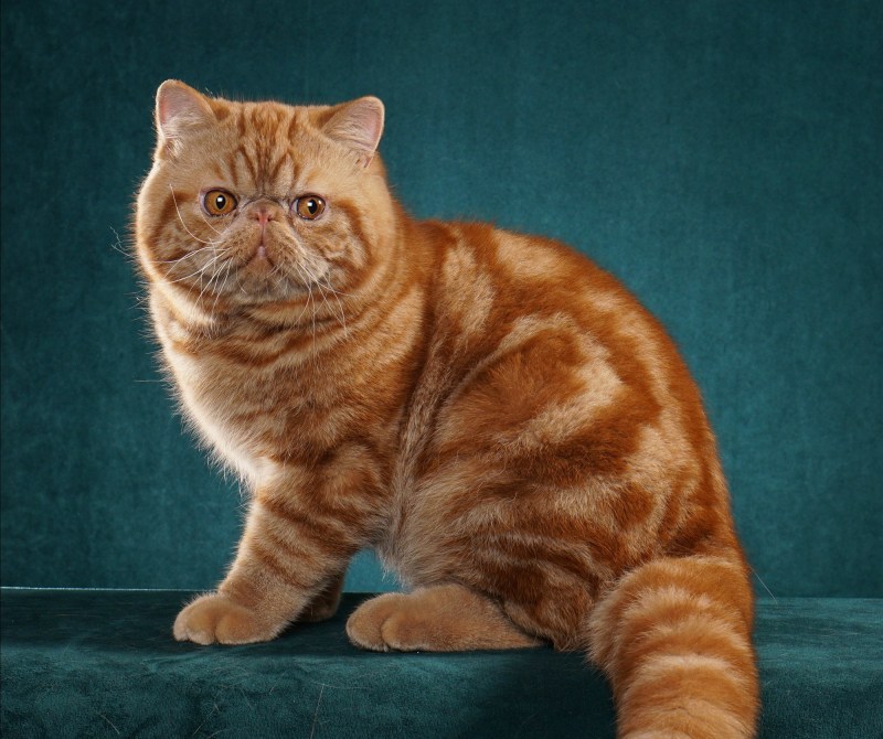 Кот британец мраморный рыжий