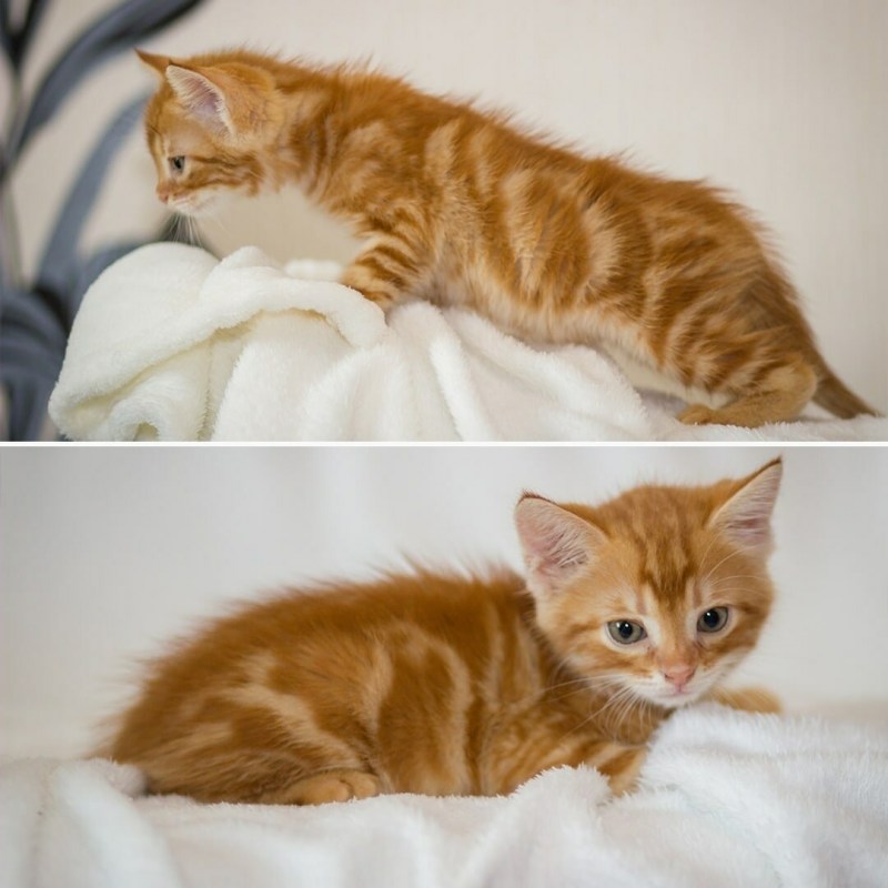 Сибирский мраморный рыжий кот