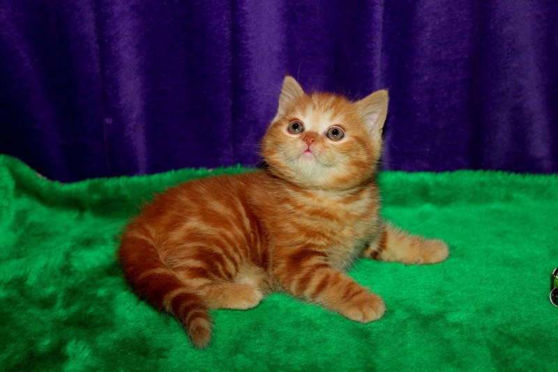 Шотландский кот прямоухий красный мрамор