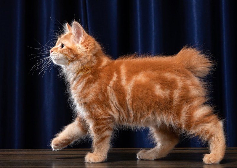 Мраморный бенгальский кот метис
