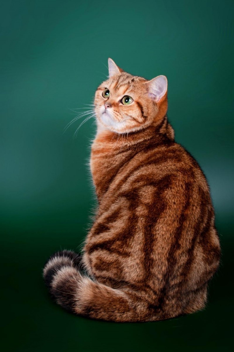 Шотландский кот прямоухий красный мрамор