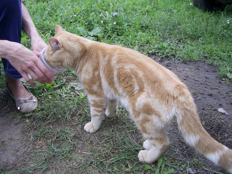 Рыжий кот короткошерстный мраморный