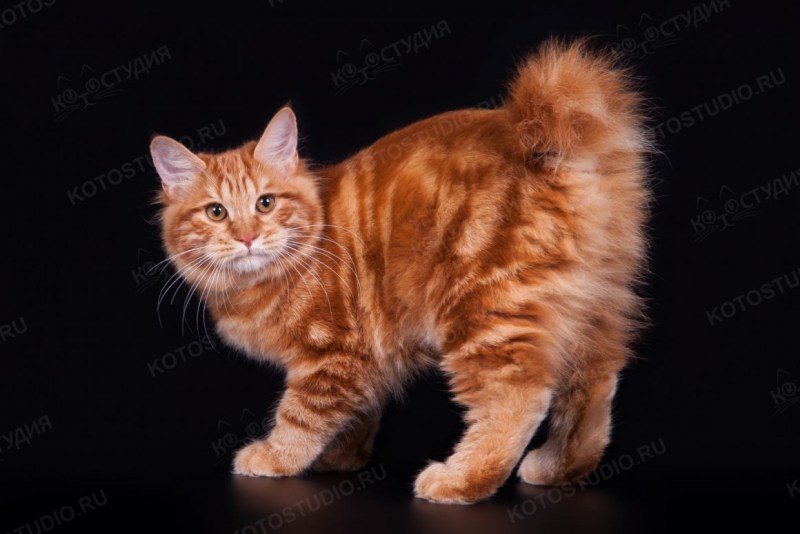 Мраморные рыжие коты