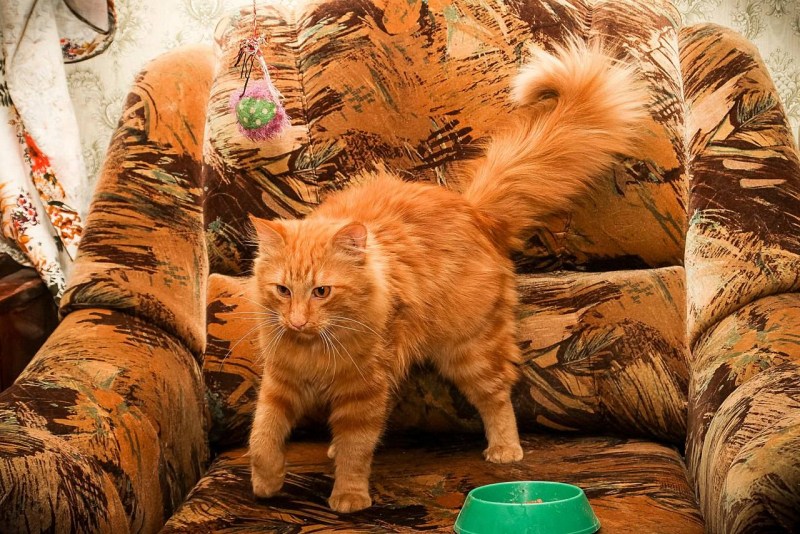 Рыжий шотландский вислоухий котенок