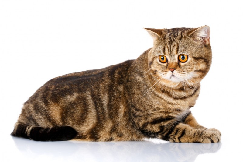 Шотландская короткошёрстная кошка вислоухая