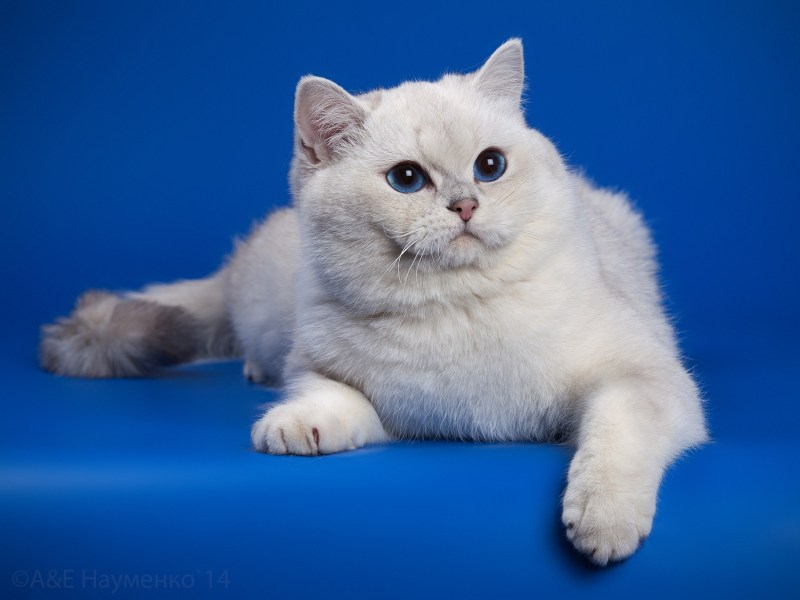 Британская короткошёрстная кошка