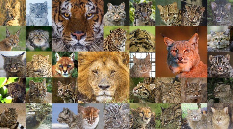 Семейство Felidae