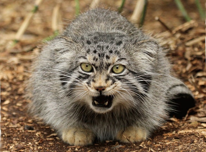 Манул Otocolobus manul