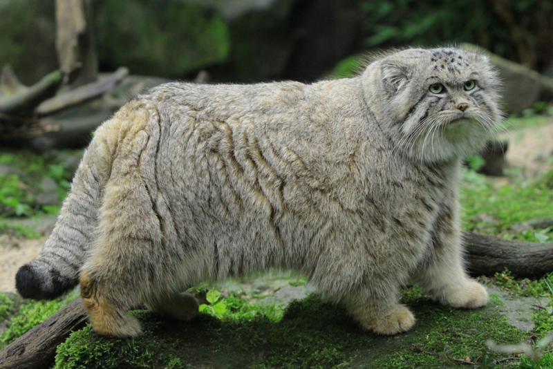 Манул Otocolobus manul