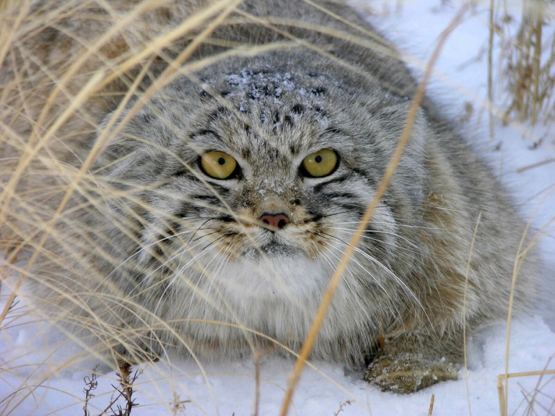 Сибирский дикий кот Манул