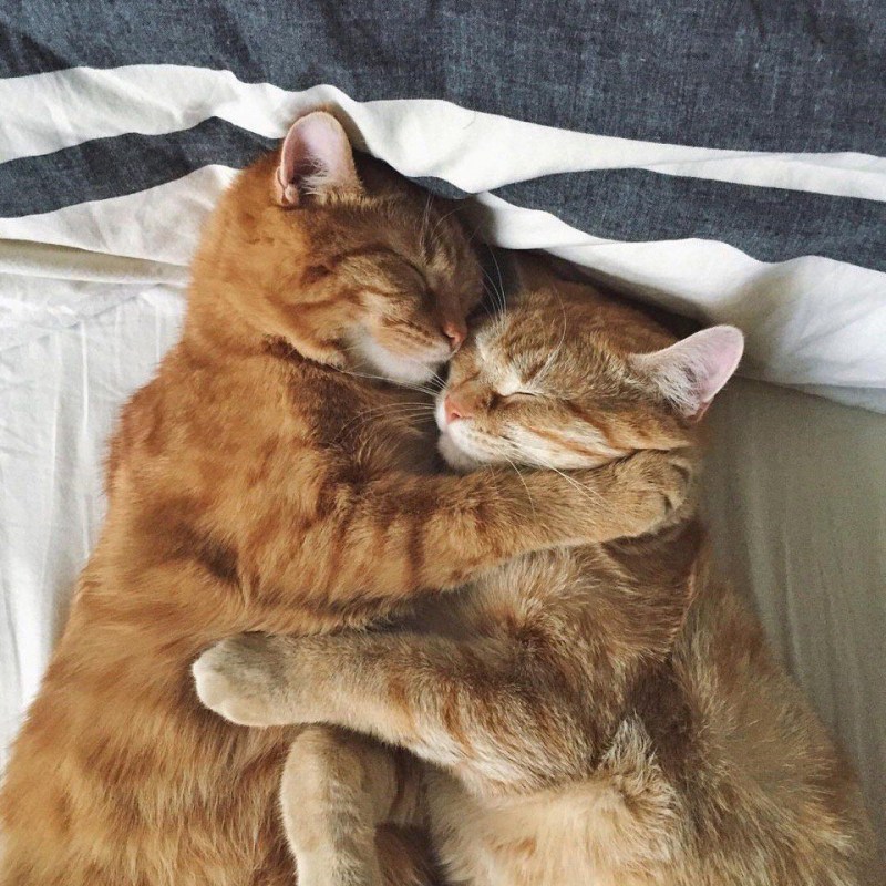 Кошечки спят в обнимку