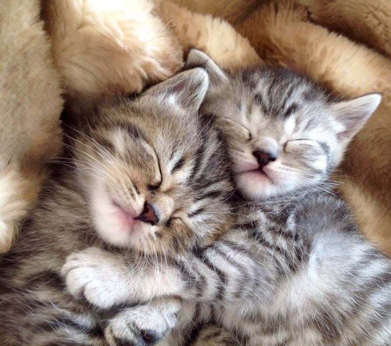 Котенок спит