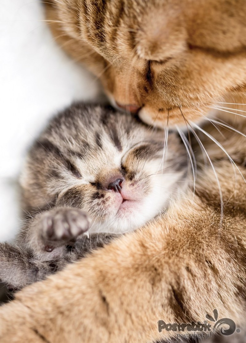 Котики обнимаются