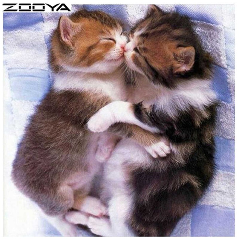 Обнимашки котят