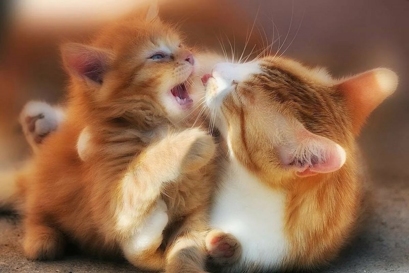 Обнимашки котят