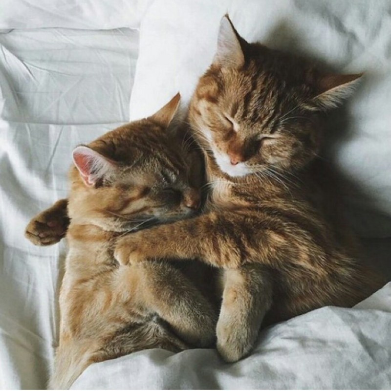 Кошки обнимашки