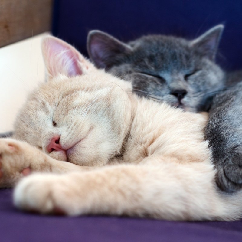 Котики спят в обнимку