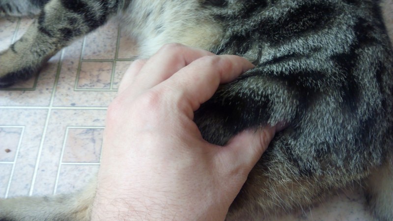 Внутримышечный укол коту