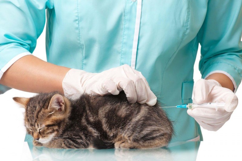 Вакцинация котят