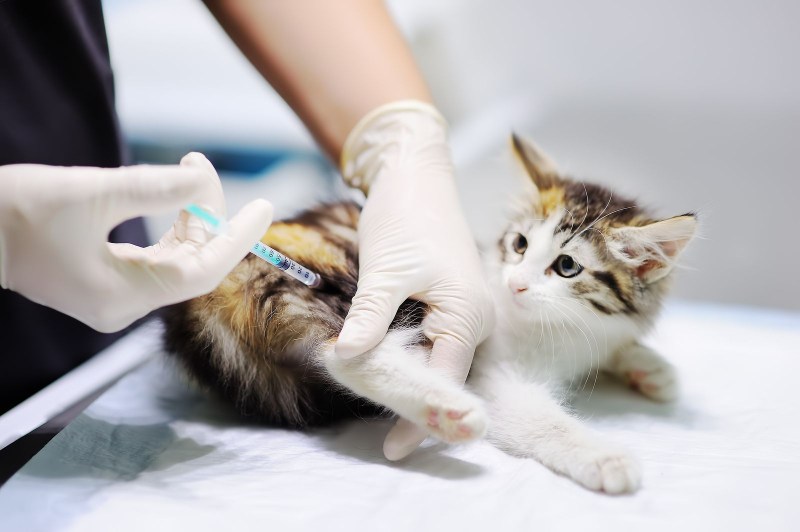 Вакцинация кошек