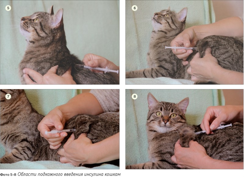 Вакцинация кошек